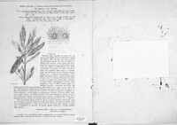 Antennariella elaeophila image